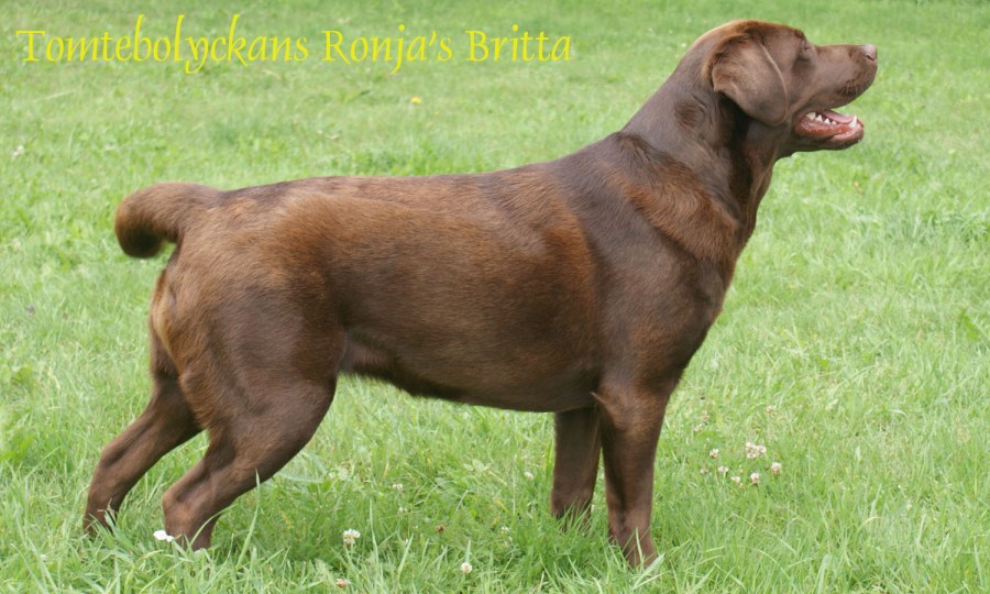 Tomtebolyckans Ronja's Britta