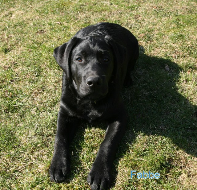 fina Fabbe 2014/03/30