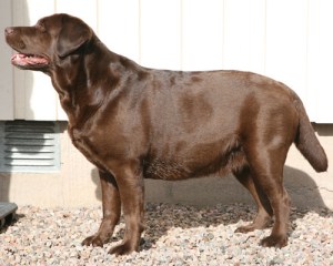 britta drachtig 5,5 week