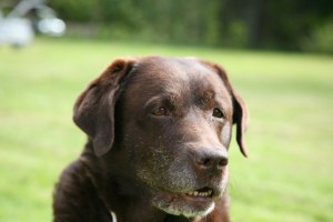 IMG_4171 gamla Lotta 11,5 år