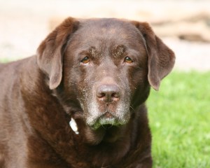 Ouwe Lotta 11,5 jaar