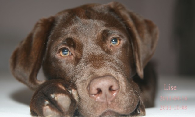 Lise 2011-04-16 2011-10-08