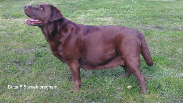 Britta 5,5 week pregnant