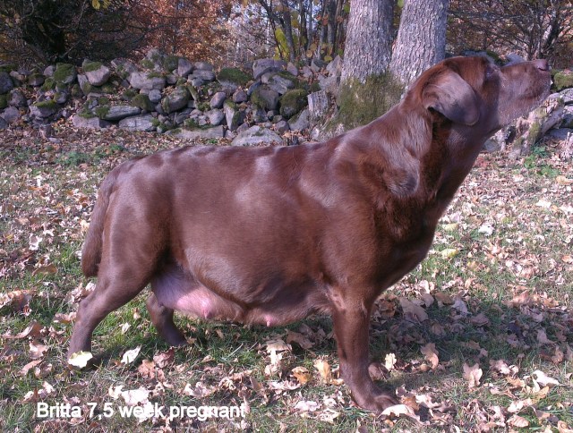 Britta 7,5 week pregnant